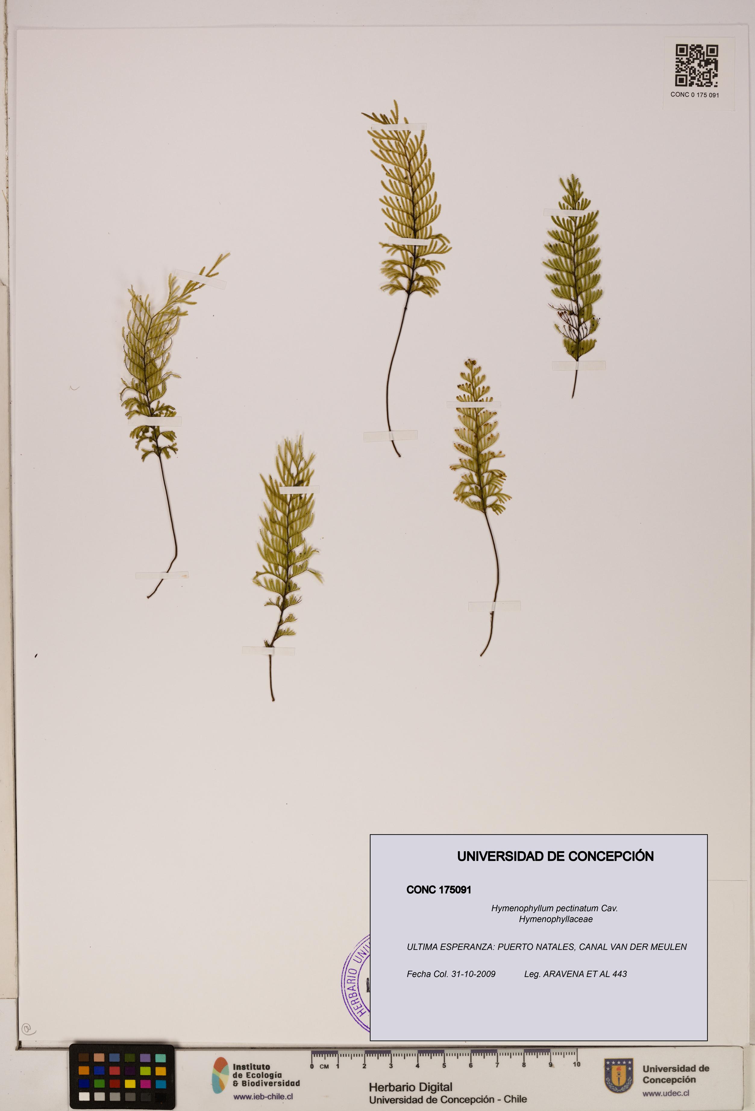 Hymenophyllum pectinatum [Espécimen: ]