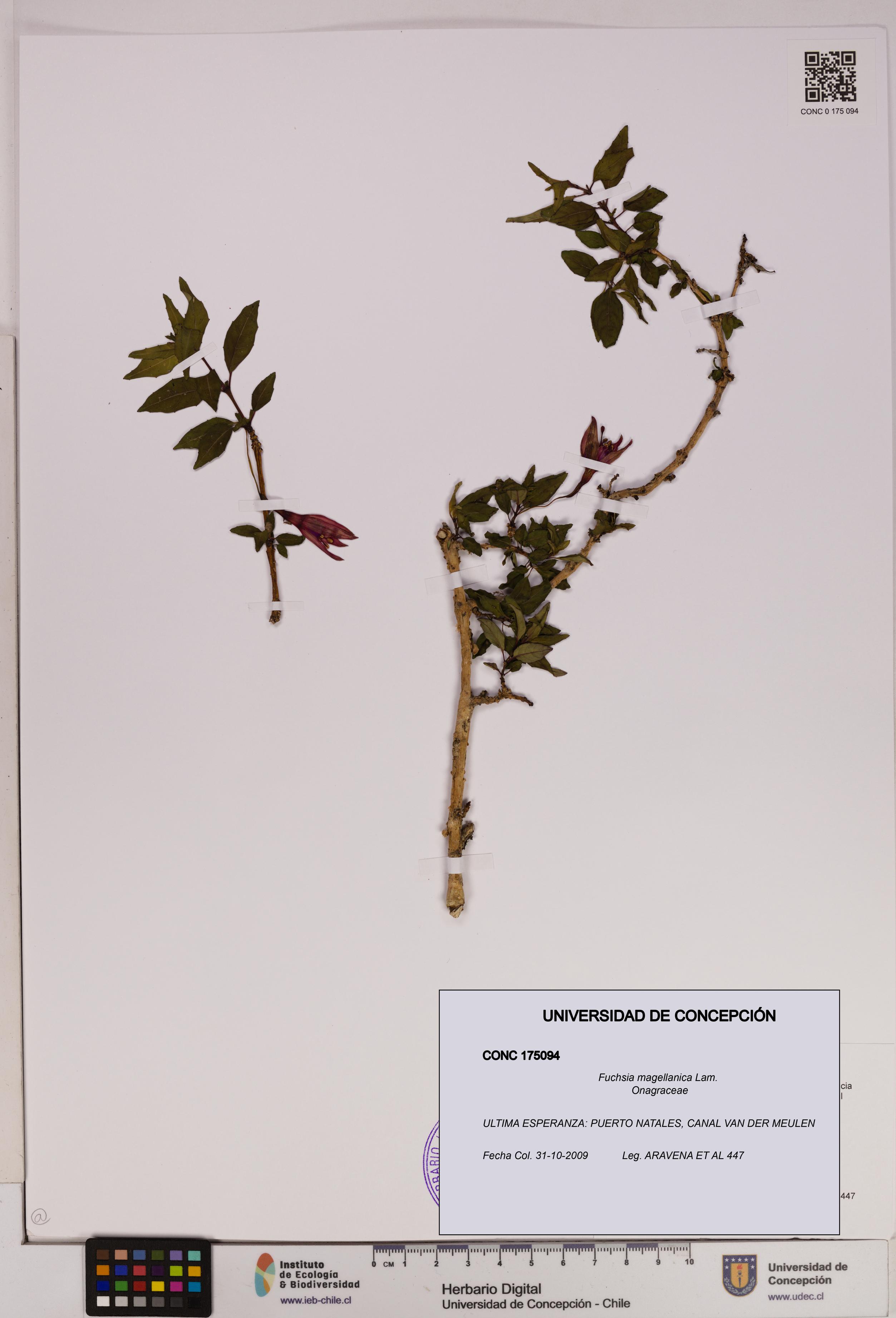 Fuchsia magellanica [Espécimen: UDEC:CONC:0175094]