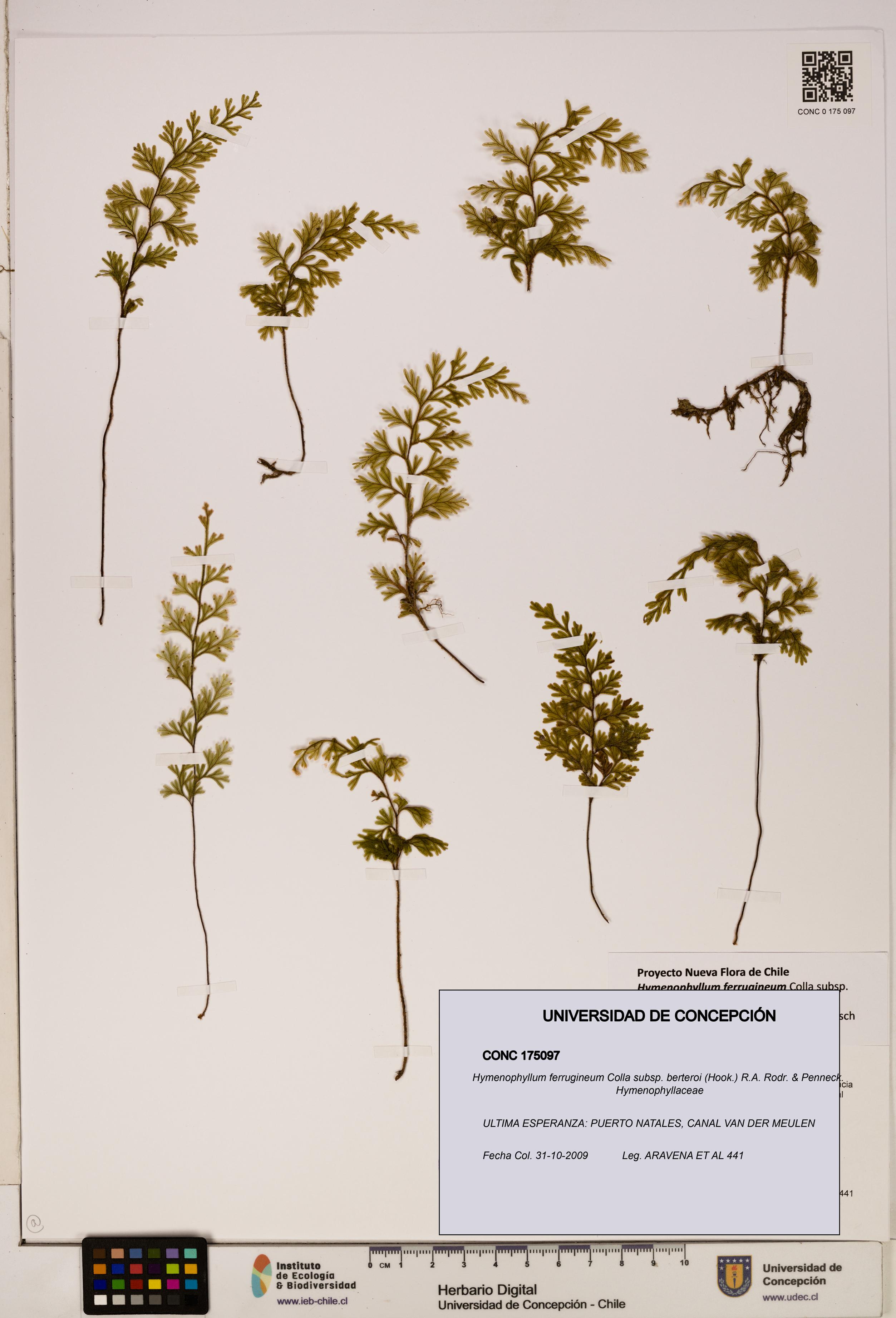 Hymenophyllum ferrugineum [Espécimen: UDEC:CONC:0175097]