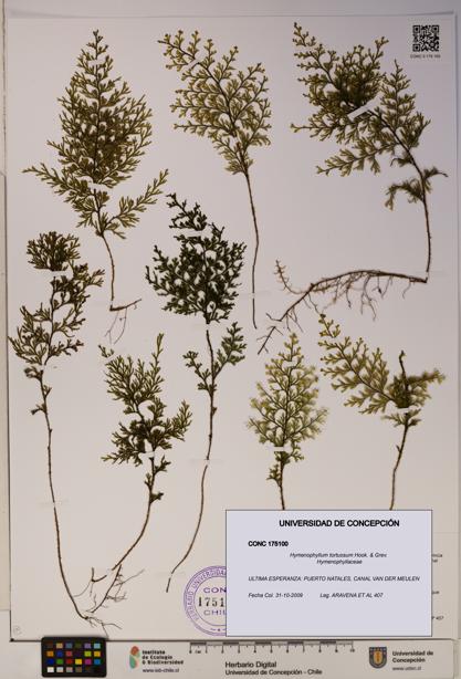 Hymenophyllum tortuosum [Espécimen: ]