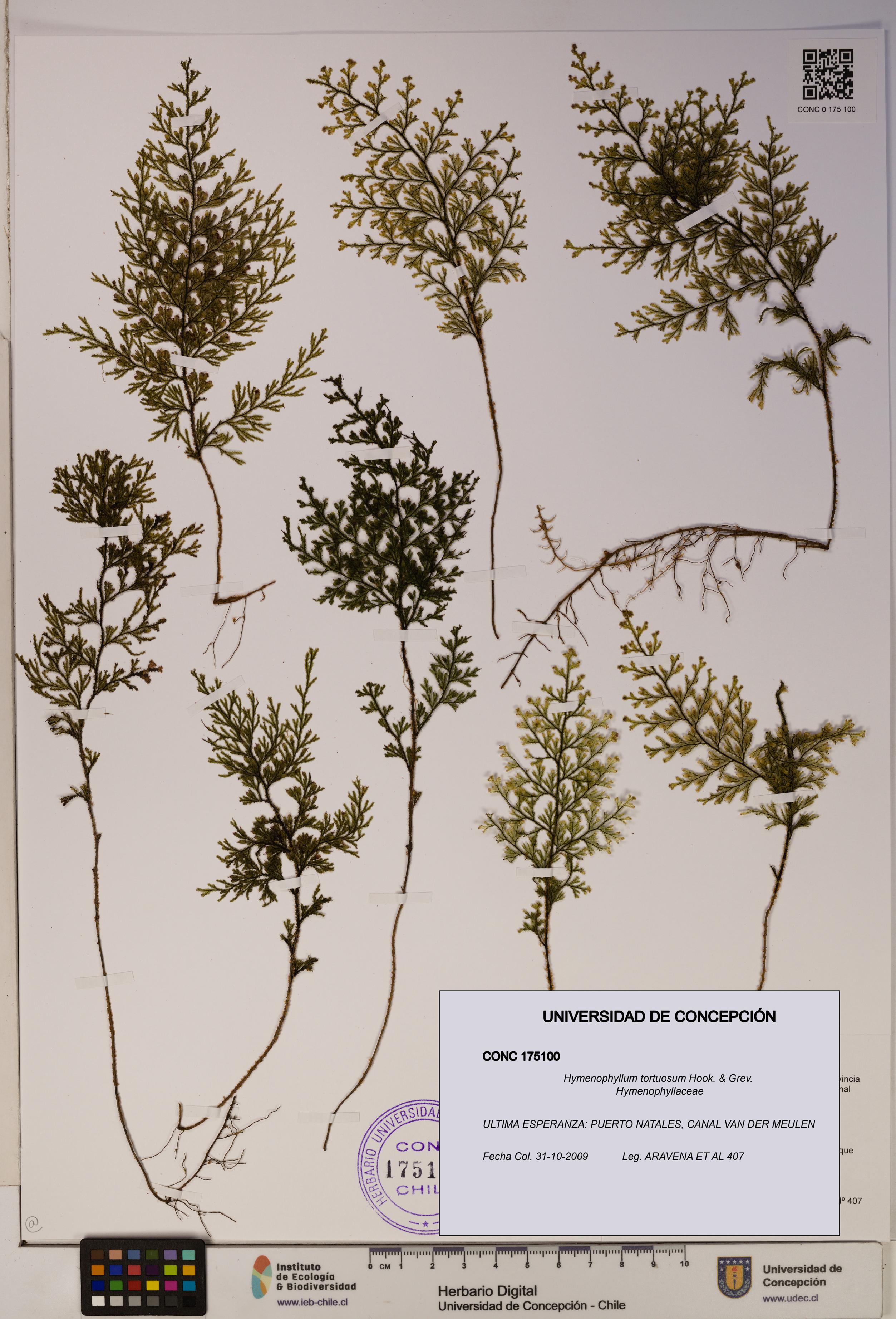 Hymenophyllum tortuosum [Espécimen: ]