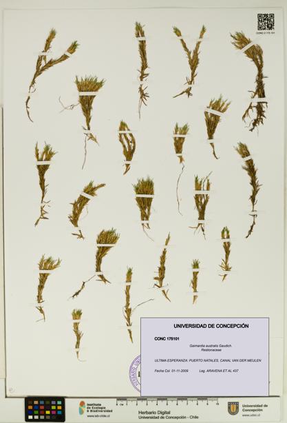 Gaimardia australis [Espécimen: UDEC:CONC:0175101]
