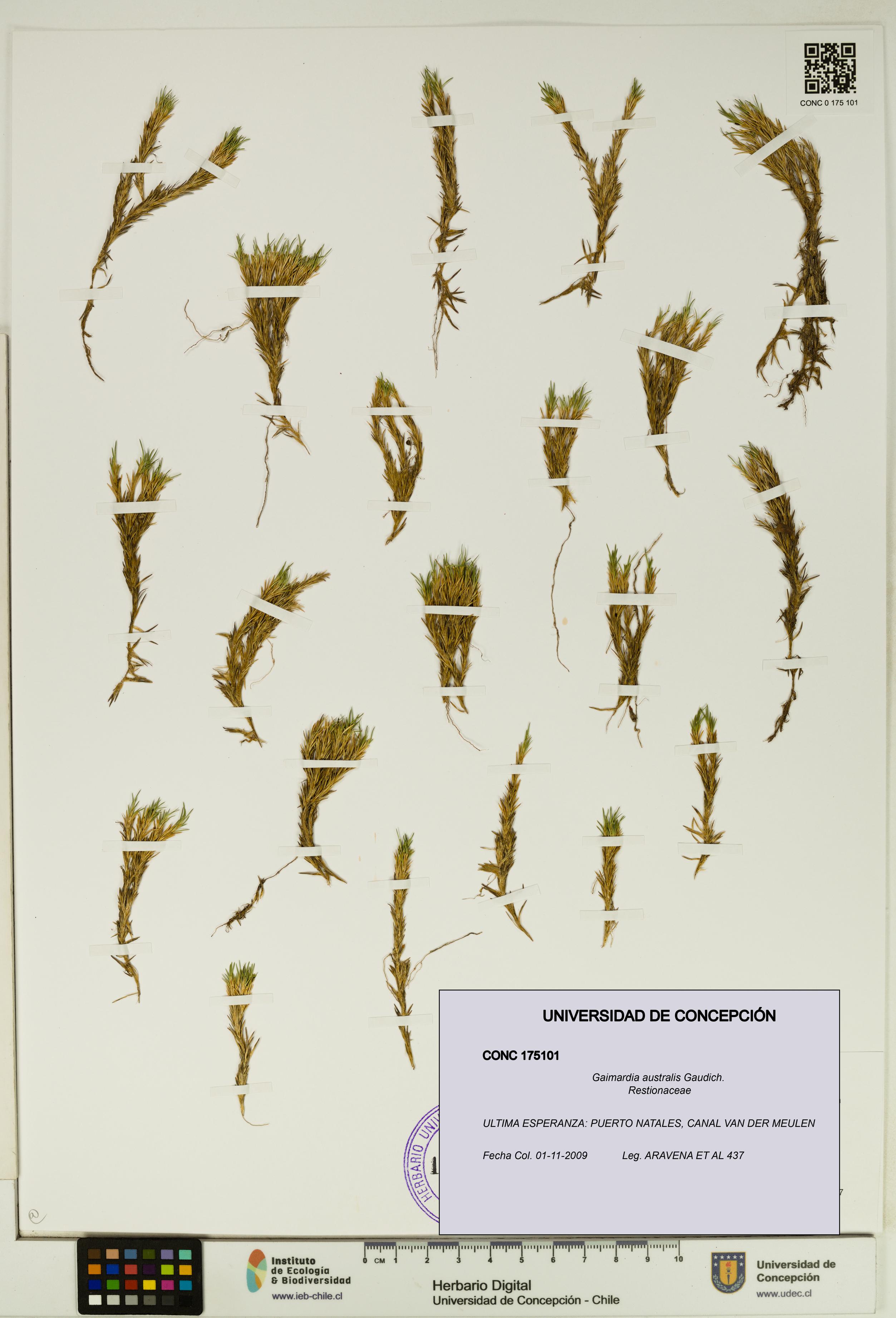 Gaimardia australis [Espécimen: UDEC:CONC:0175101]