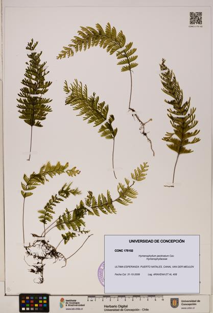 Hymenophyllum pectinatum [Espécimen: ]