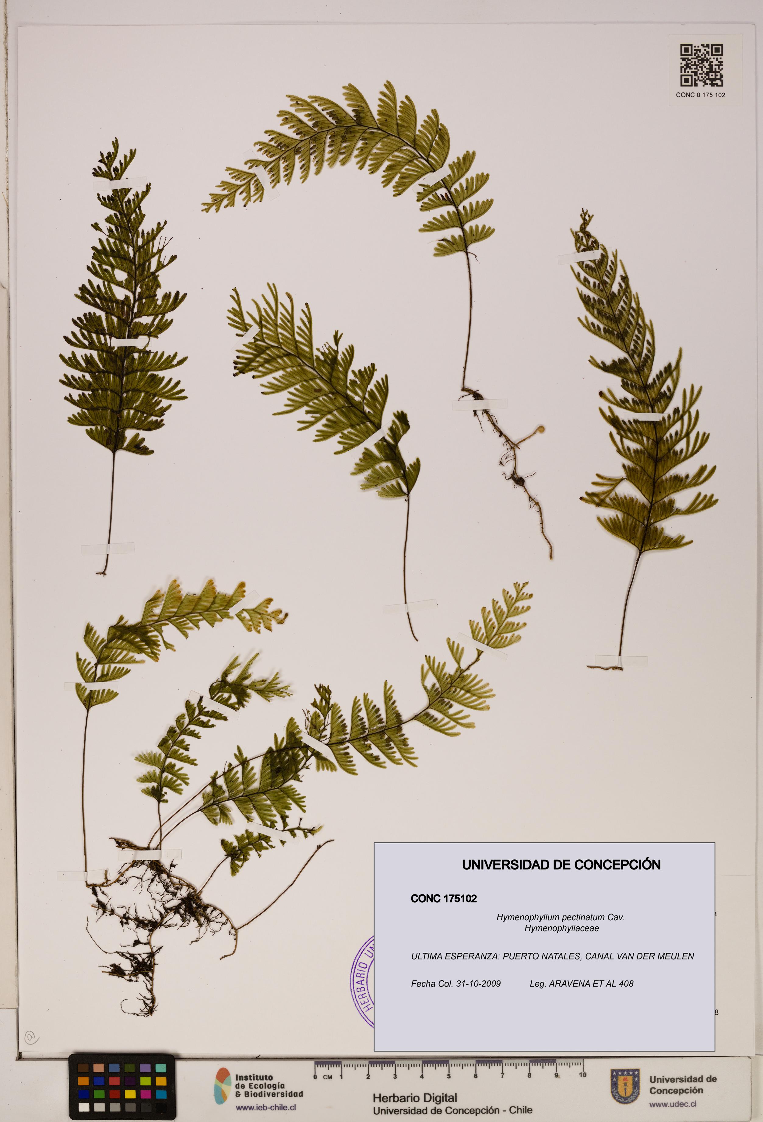 Hymenophyllum pectinatum [Espécimen: ]