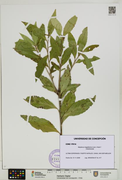 Maytenus magellanica [Espécimen: UDEC:CONC:0175114]
