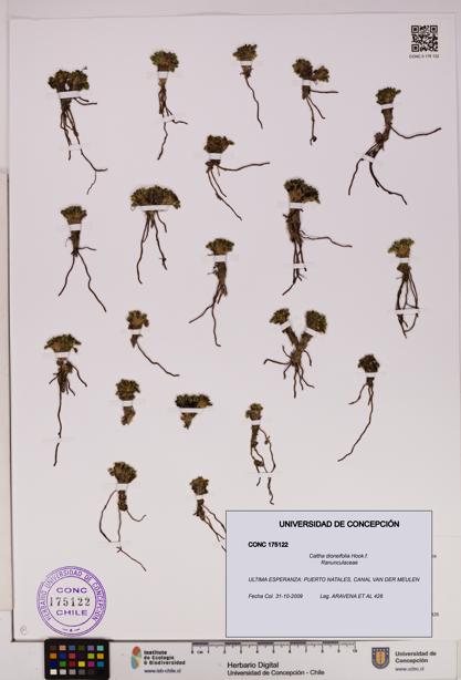 Caltha dioneifolia [Espécimen: UDEC:CONC:0175122]