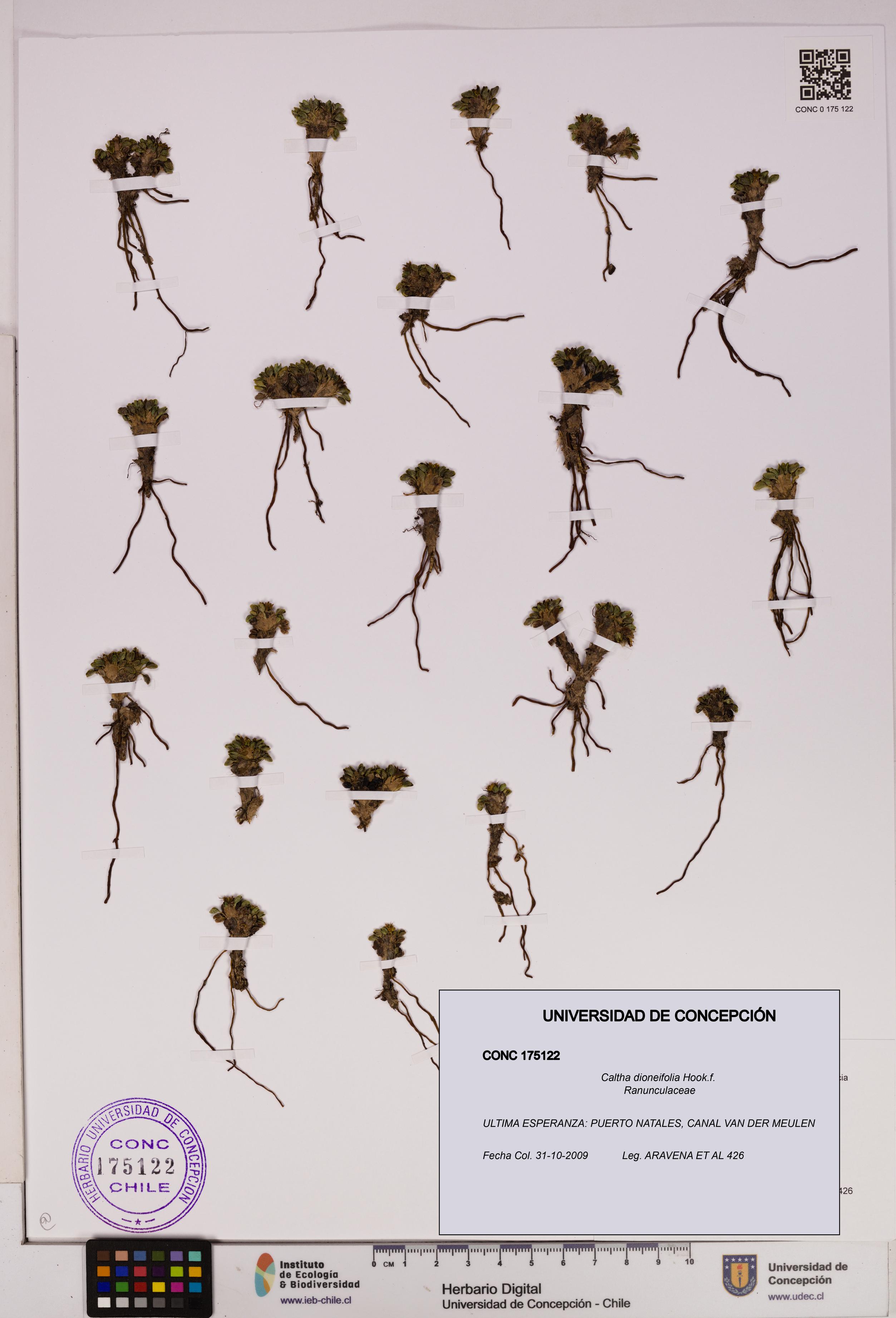 Caltha dioneifolia [Espécimen: UDEC:CONC:0175122]