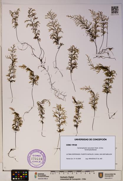 Hymenophyllum secundum [Espécimen: ]