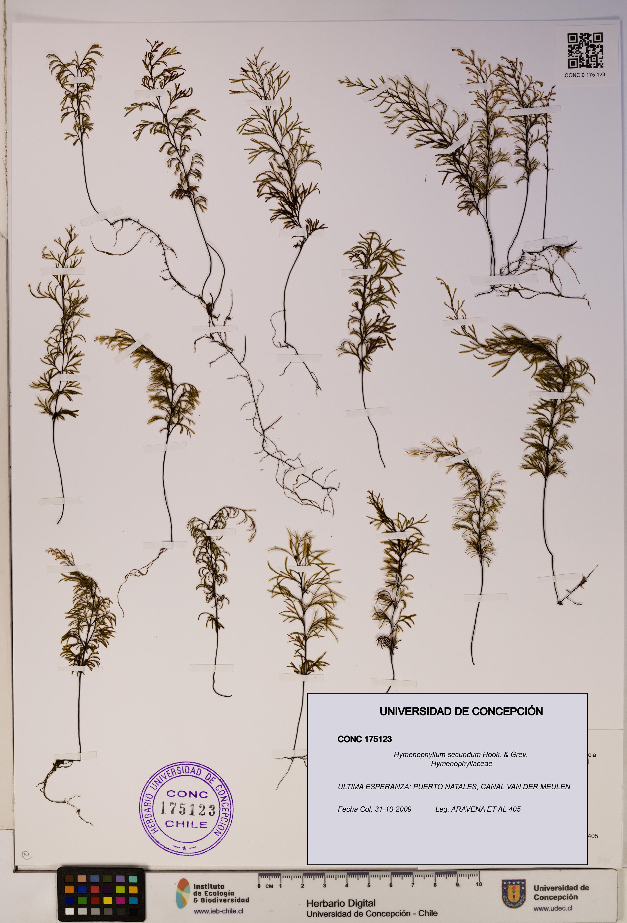 Hymenophyllum secundum [Espécimen: ]