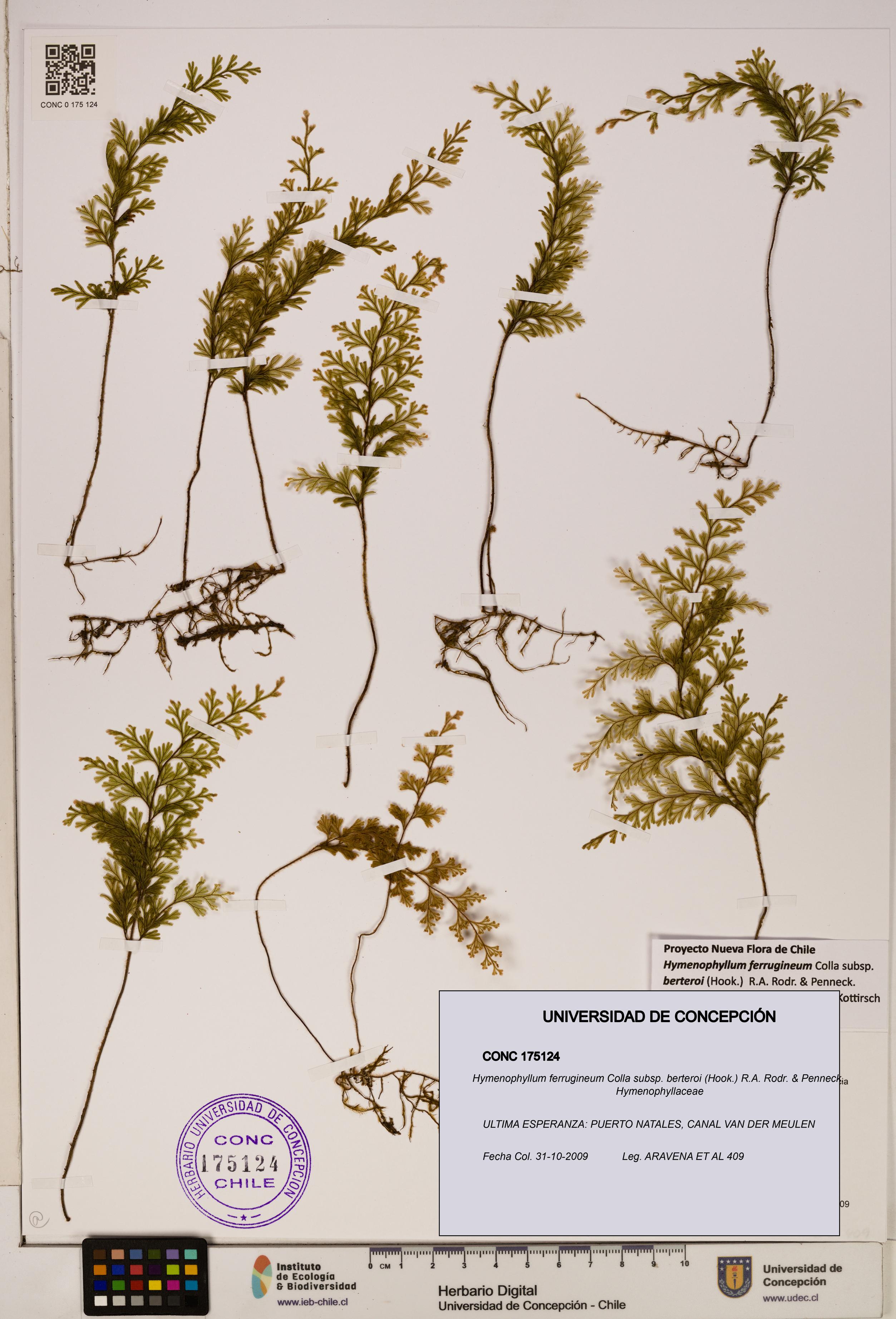 Hymenophyllum ferrugineum [Espécimen: UDEC:CONC:0175124]