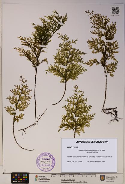 Hymenophyllum tortuosum [Espécimen: ]