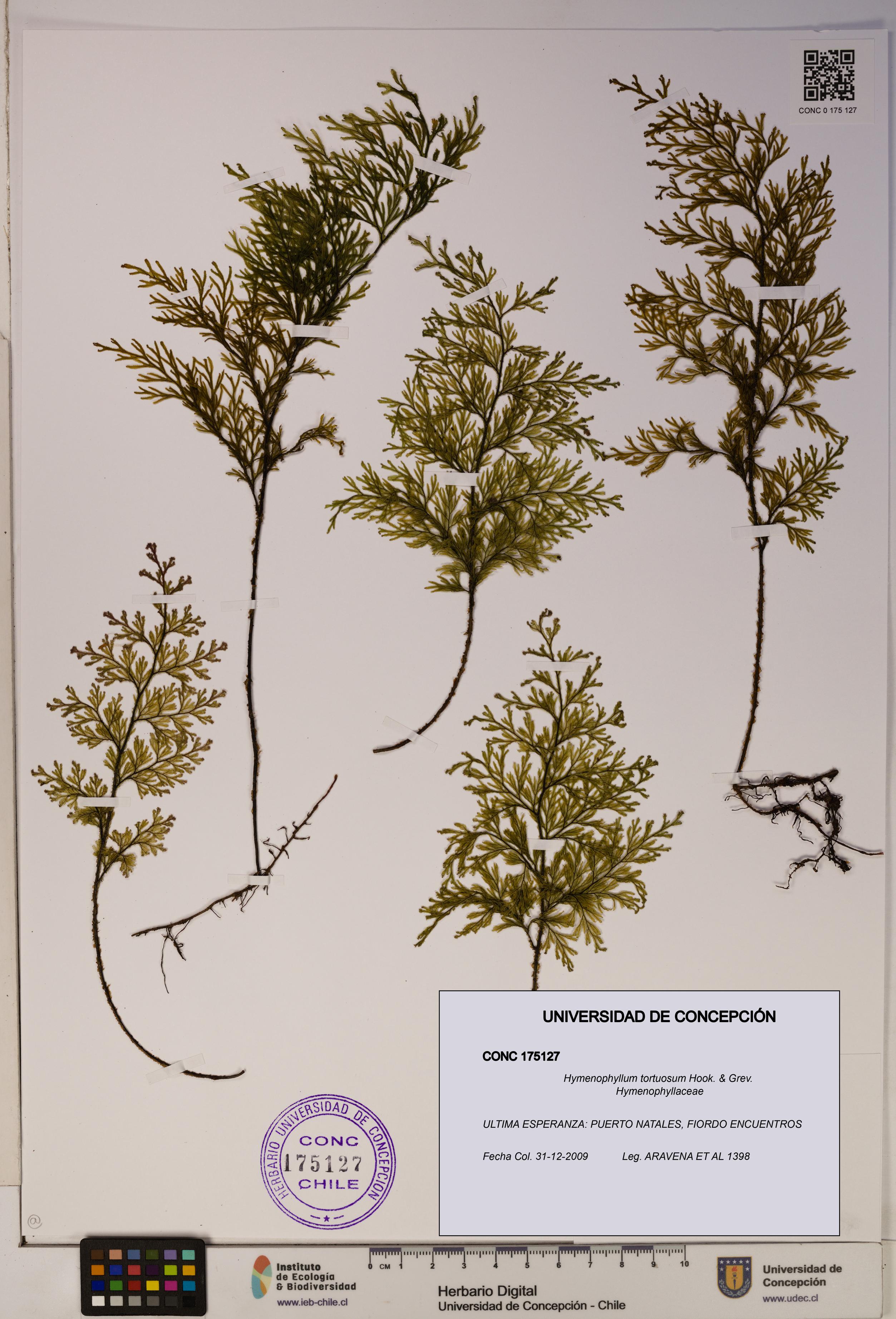 Hymenophyllum tortuosum [Espécimen: ]