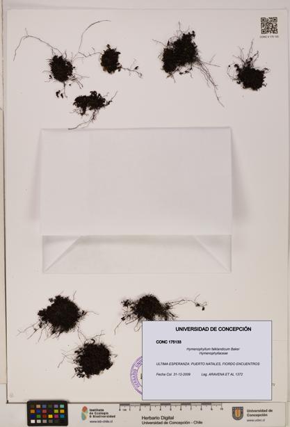 Hymenophyllum falklandicum [Espécimen: UDEC:CONC:0175133]