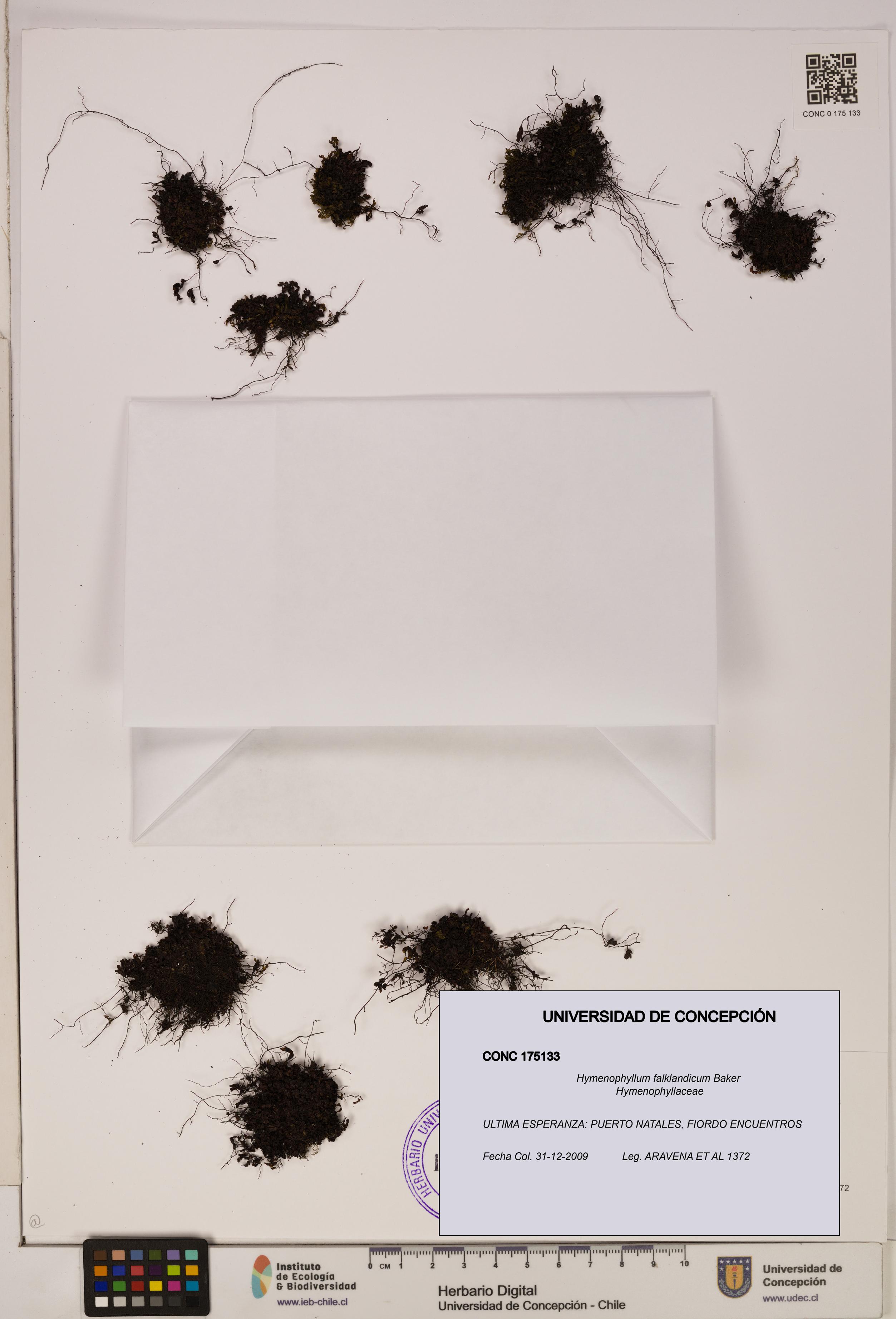 Hymenophyllum falklandicum [Espécimen: UDEC:CONC:0175133]