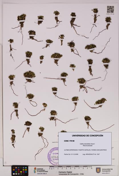 Caltha dioneifolia [Espécimen: UDEC:CONC:0175135]