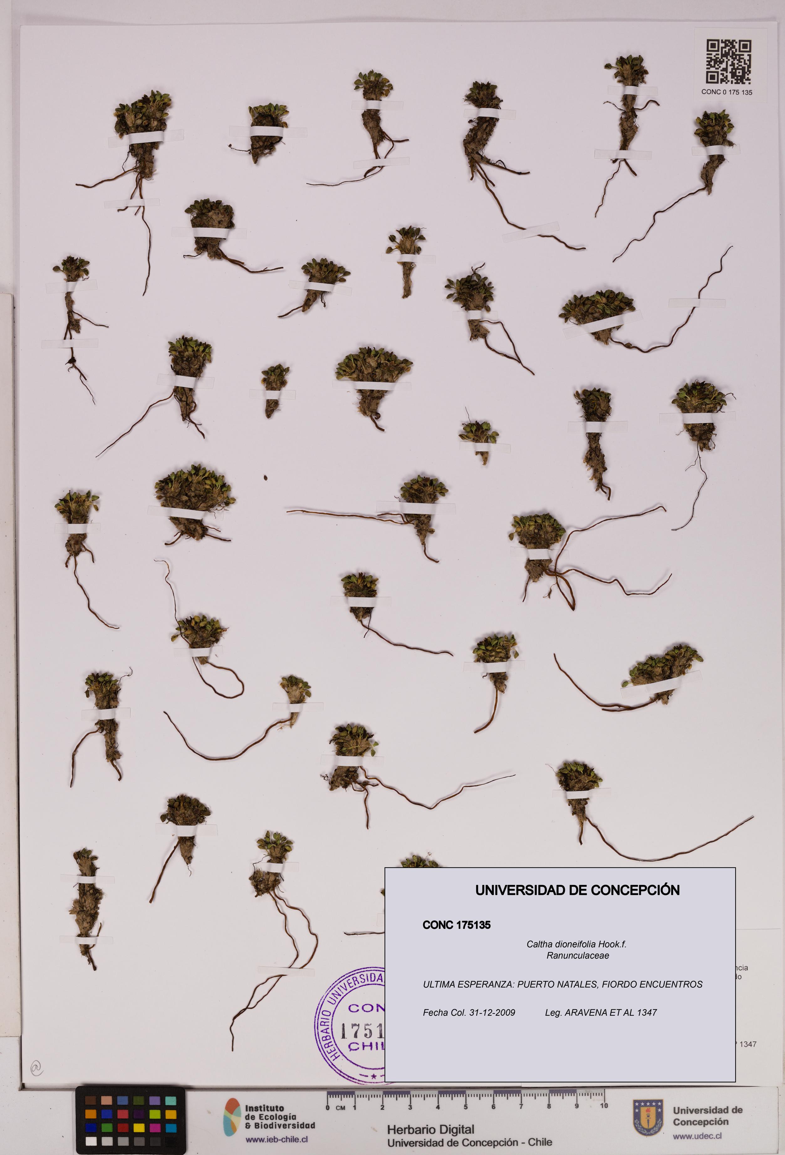 Caltha dioneifolia [Espécimen: UDEC:CONC:0175135]
