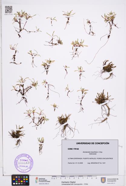Abrotanella linearifolia [Espécimen: ]