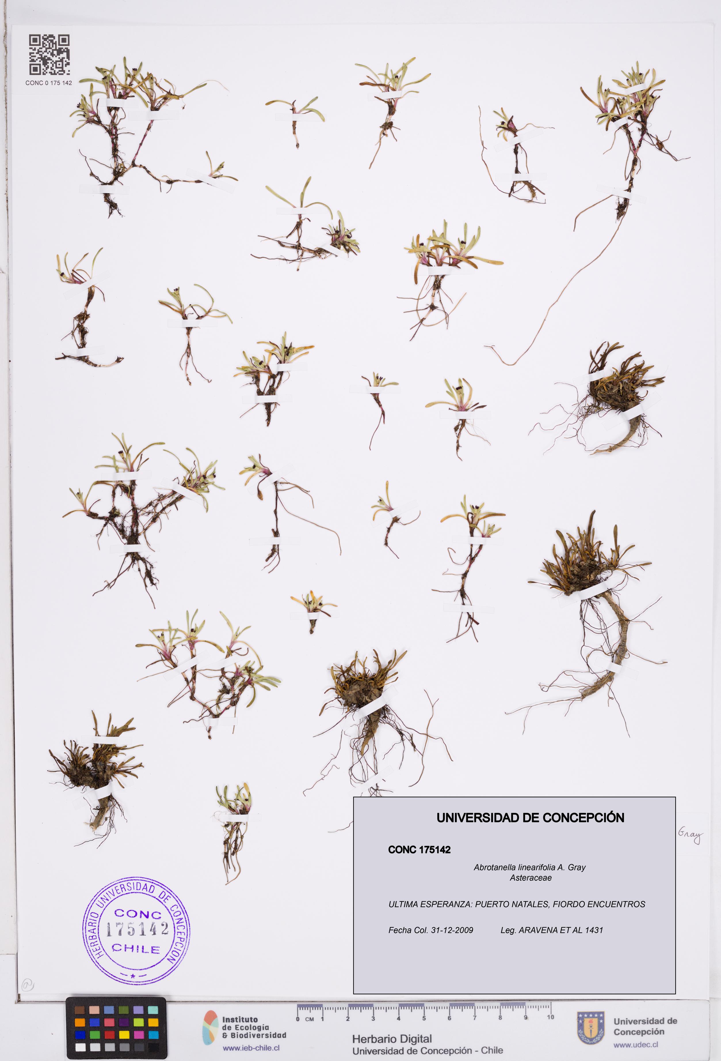 Abrotanella linearifolia [Espécimen: ]