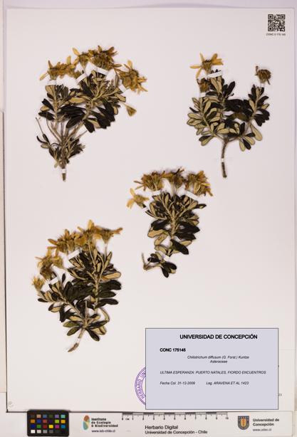Chiliotrichum diffusum [Espécimen: UDEC:CONC:0175145]