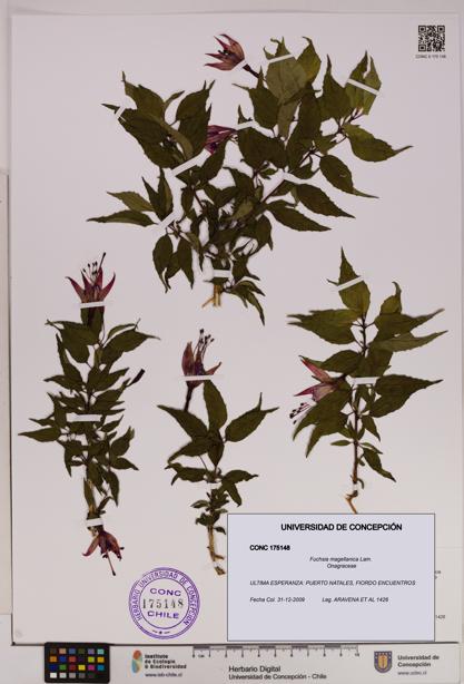Fuchsia magellanica [Espécimen: UDEC:CONC:0175148]