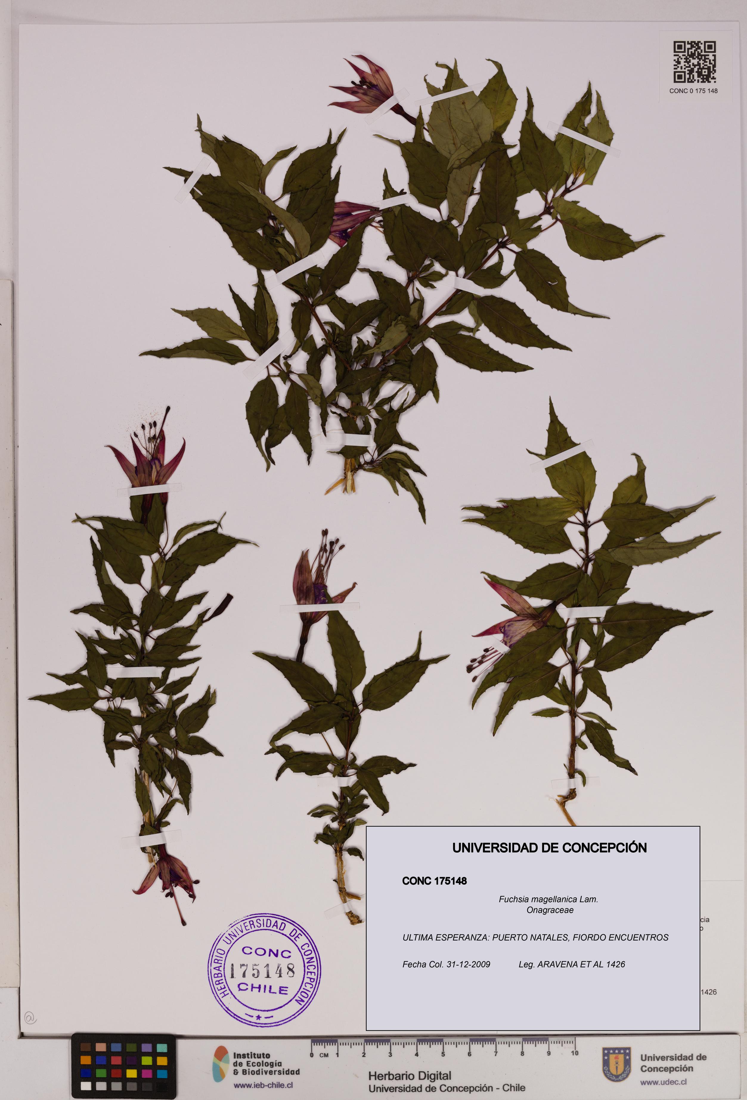 Fuchsia magellanica [Espécimen: UDEC:CONC:0175148]