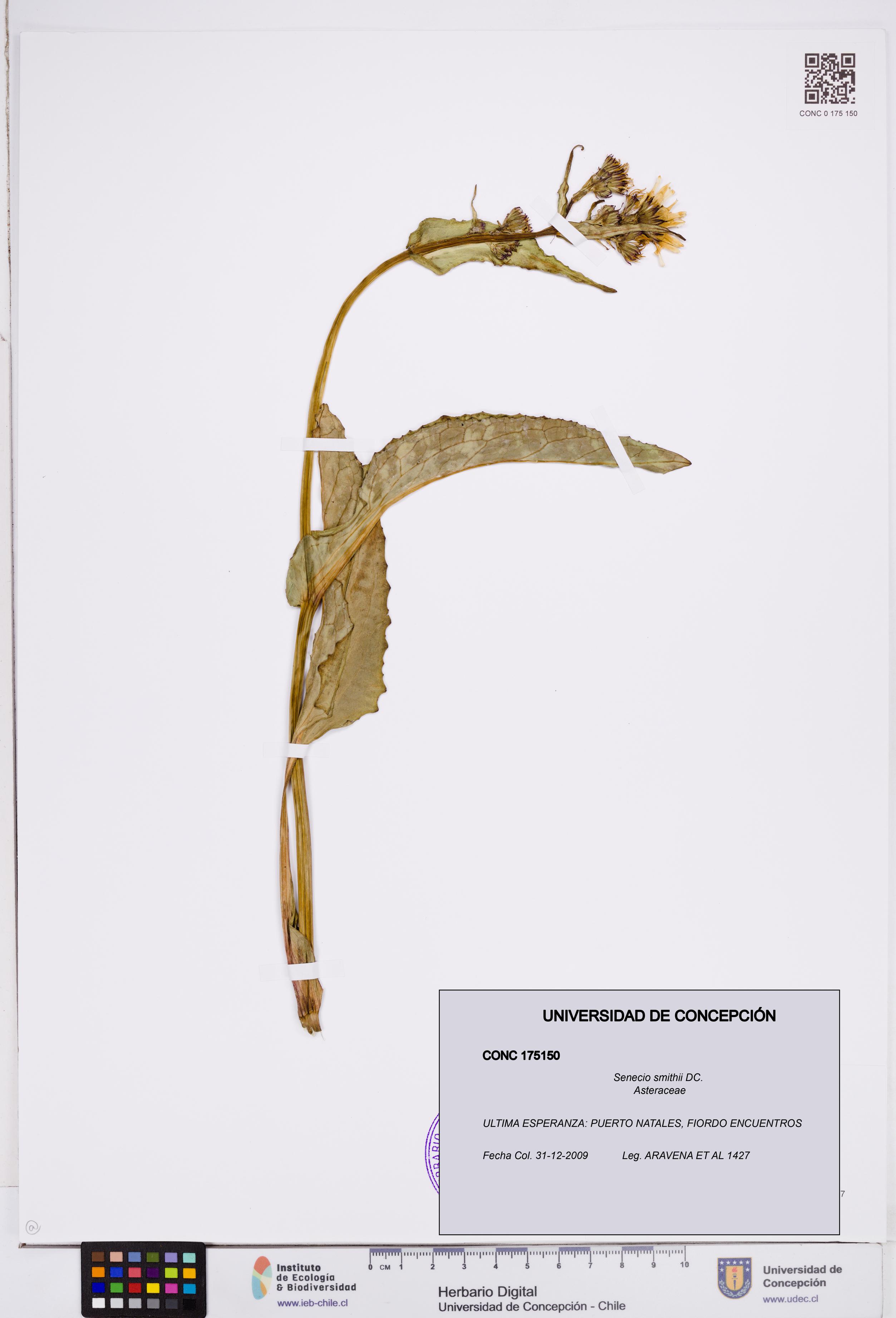Senecio smithii [Espécimen: ]