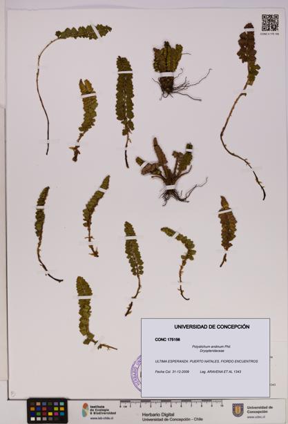 Polystichum andinum [Espécimen: UDEC:CONC:0175156]