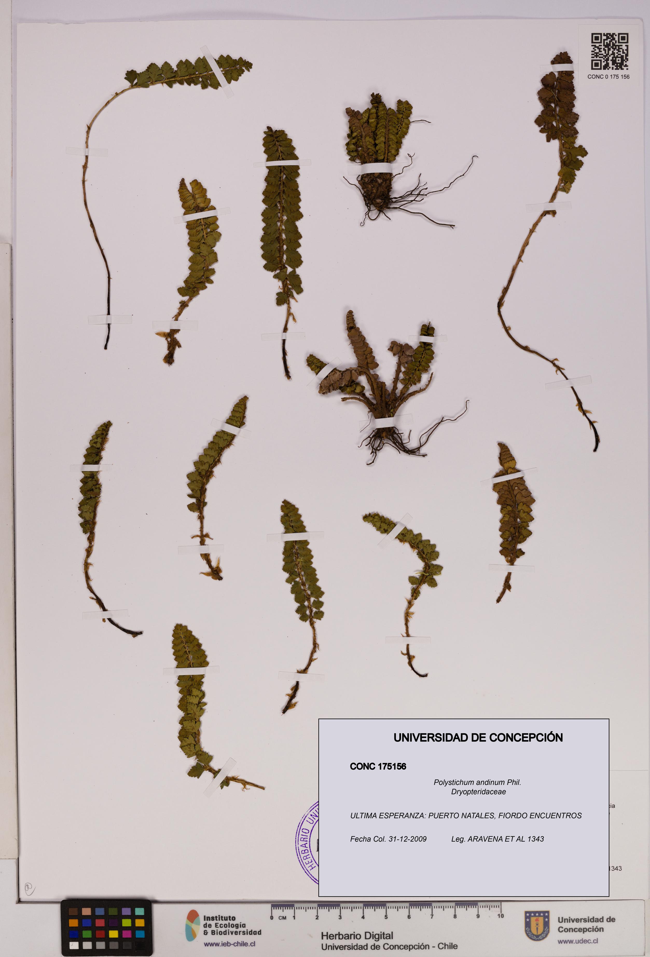 Polystichum andinum [Espécimen: UDEC:CONC:0175156]