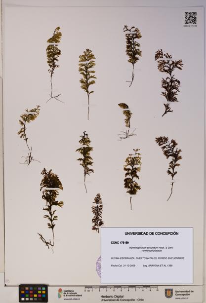 Hymenophyllum secundum [Espécimen: ]