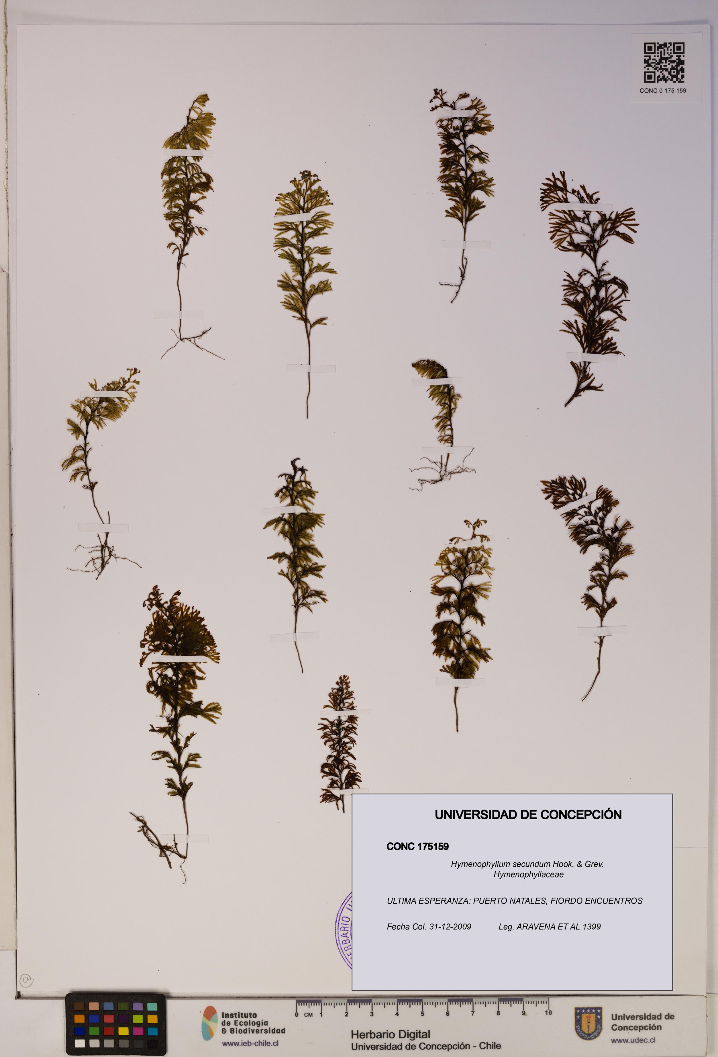 Hymenophyllum secundum [Espécimen: ]