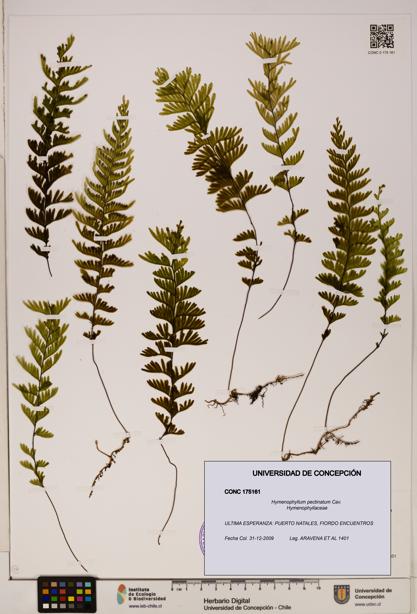 Hymenophyllum pectinatum [Espécimen: ]