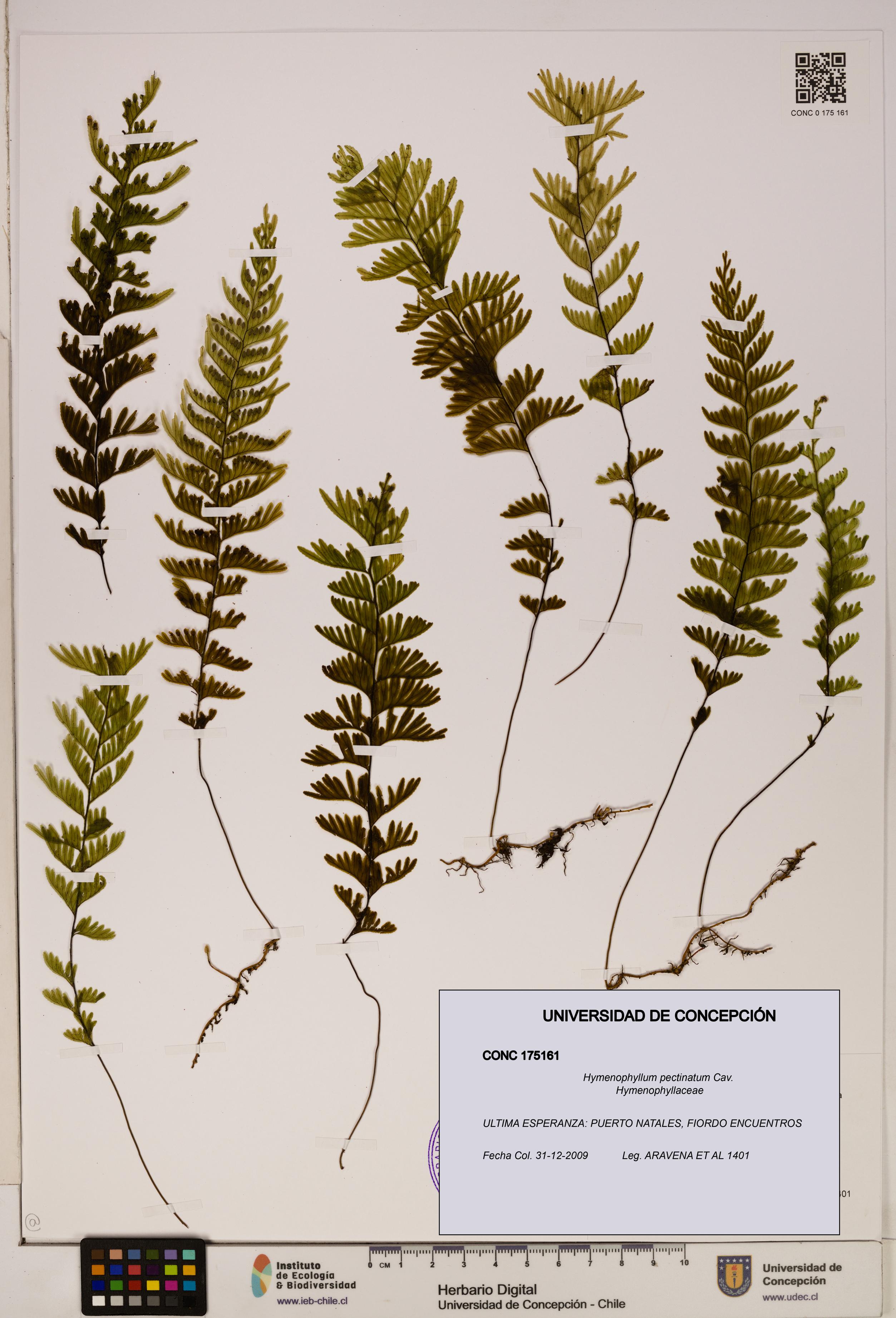 Hymenophyllum pectinatum [Espécimen: ]