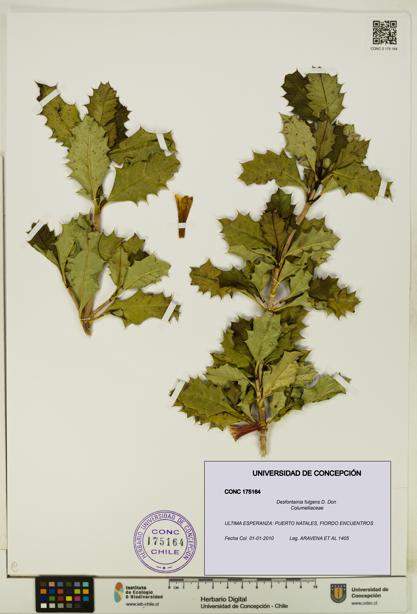 Desfontainia fulgens [Espécimen: UDEC:CONC:0175164]