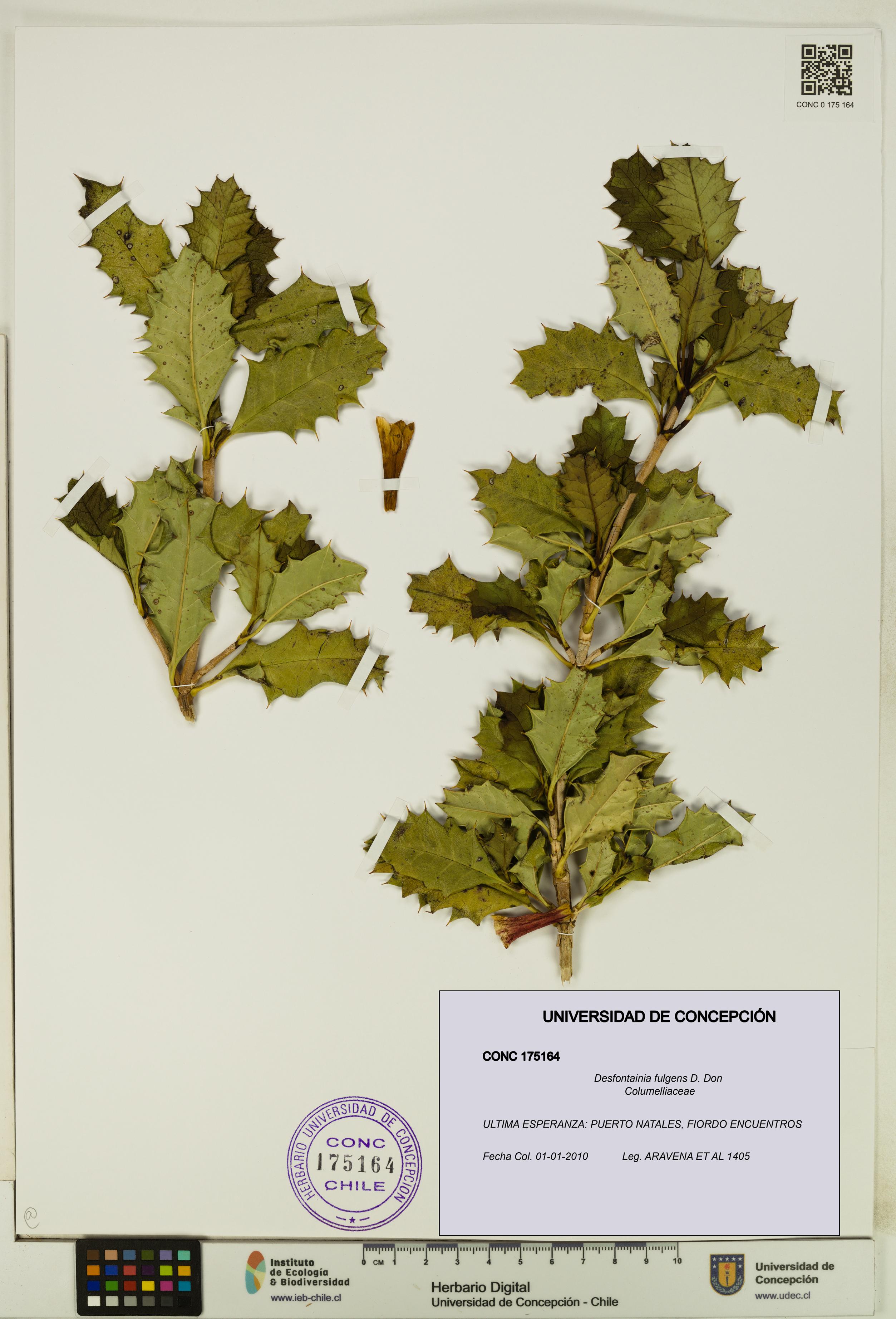 Desfontainia fulgens [Espécimen: UDEC:CONC:0175164]