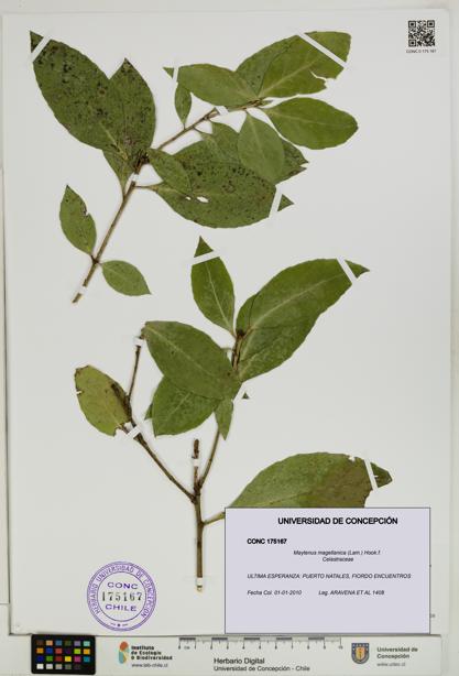 Maytenus magellanica [Espécimen: UDEC:CONC:0175167]