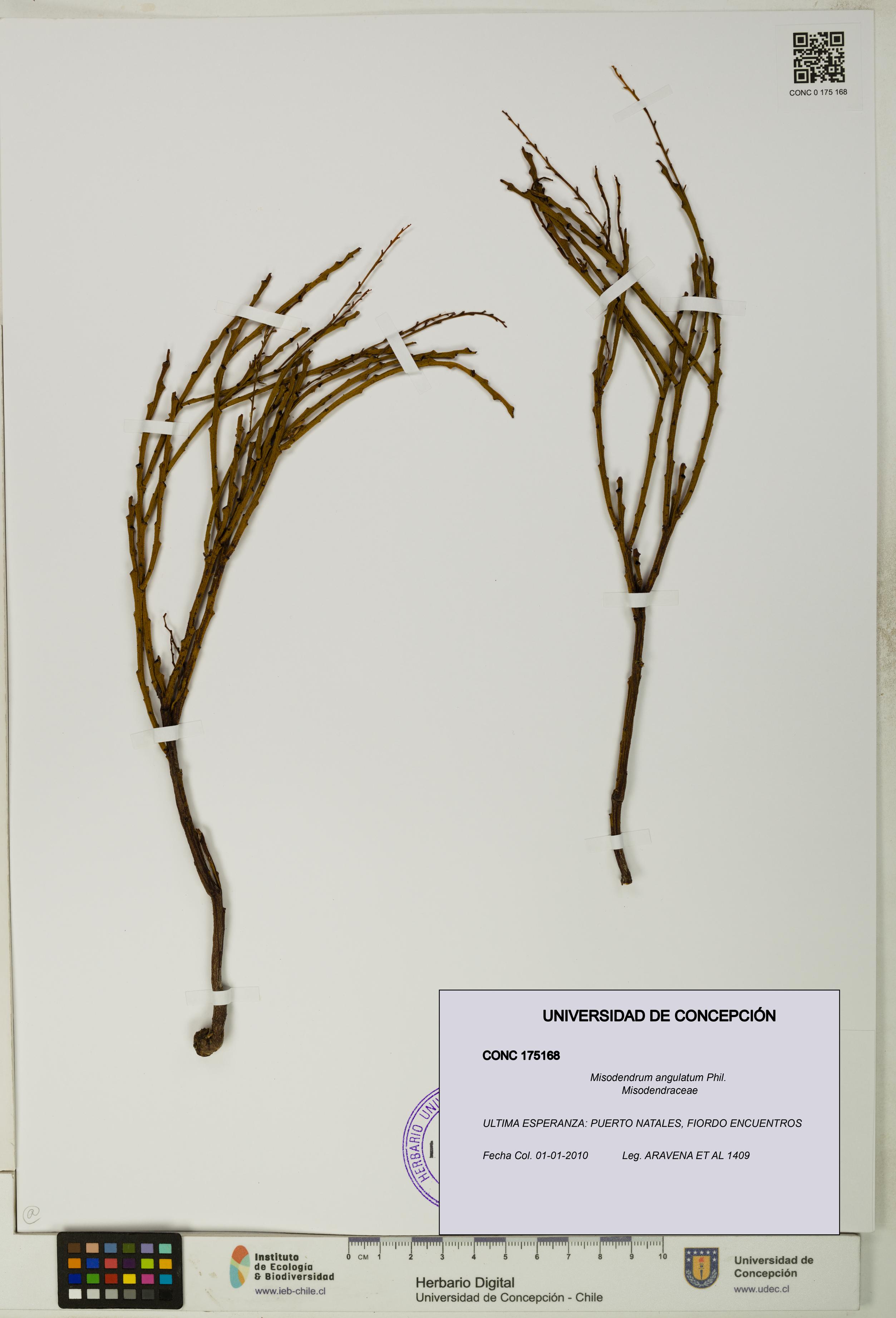 Misodendrum angulatum [Espécimen: UDEC:CONC:0175168]