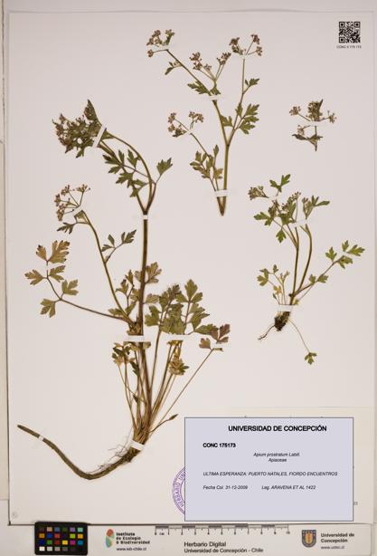 Apium prostratum [Espécimen: ]
