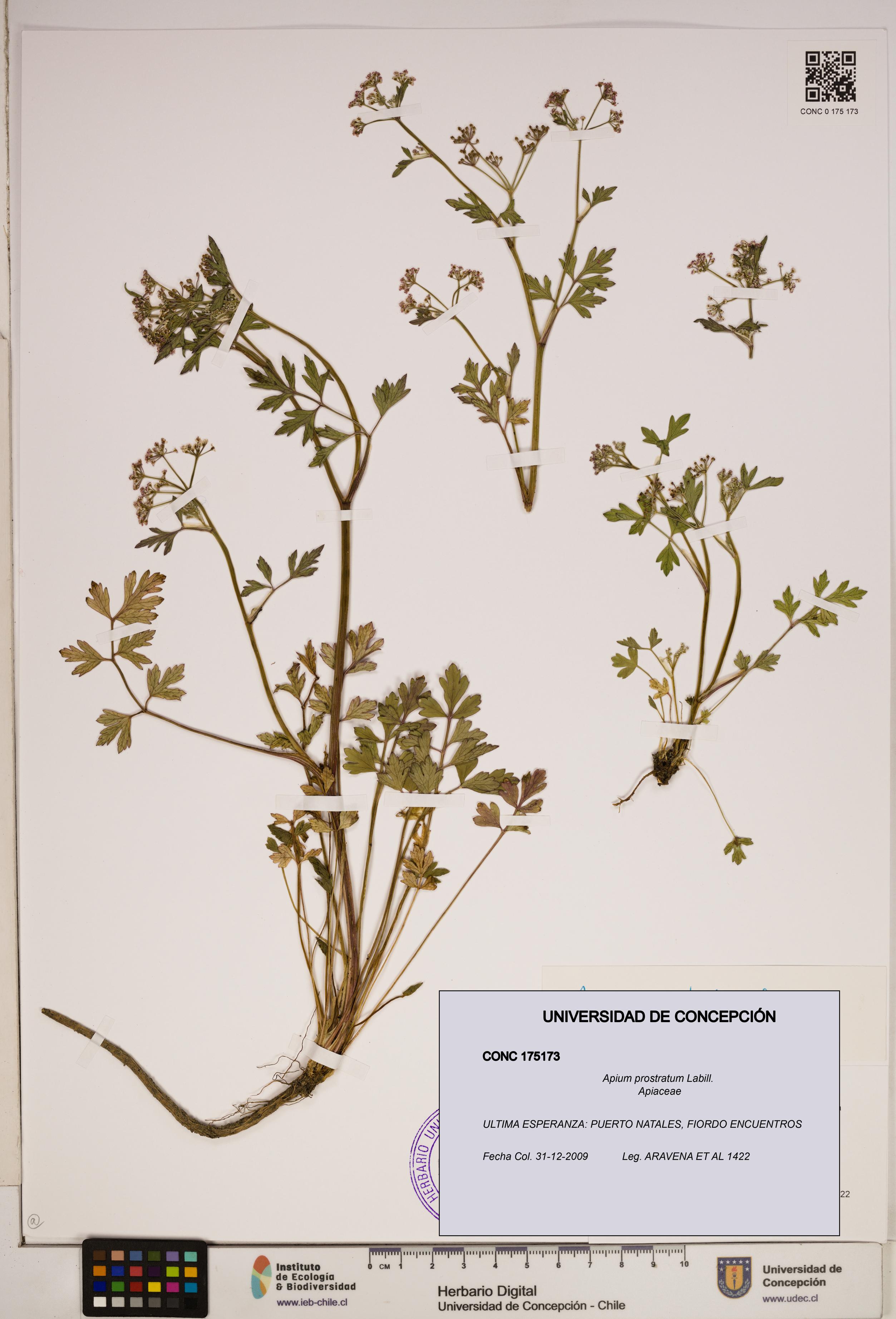 Apium prostratum [Espécimen: ]