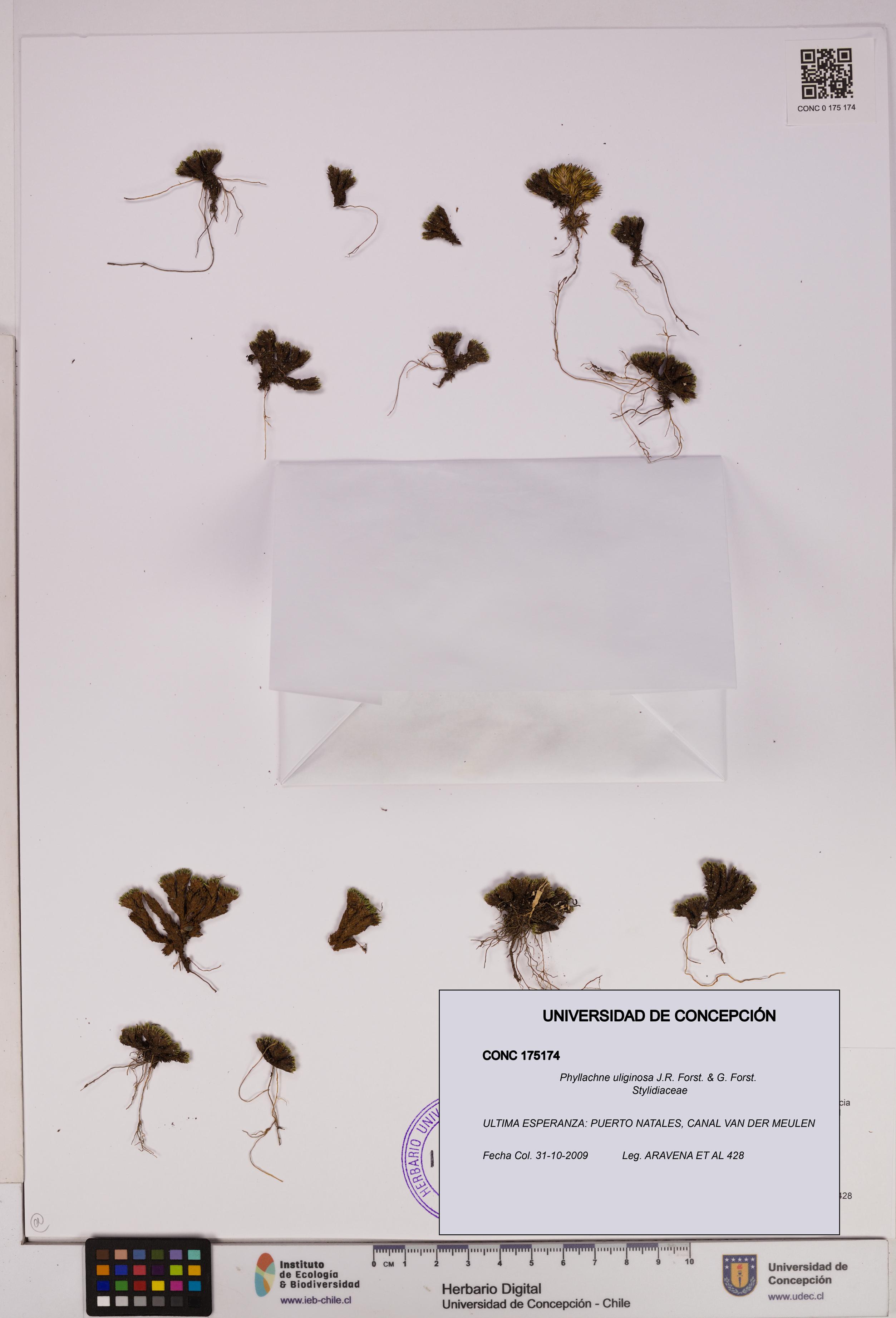 Phyllachne uliginosa [Espécimen: UDEC:CONC:0175174]