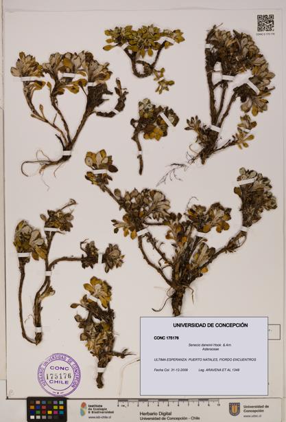 Senecio darwinii [Espécimen: UDEC:CONC:0175176]