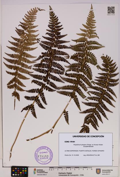 Polystichum plicatum [Espécimen: UDEC:CONC:0175181]