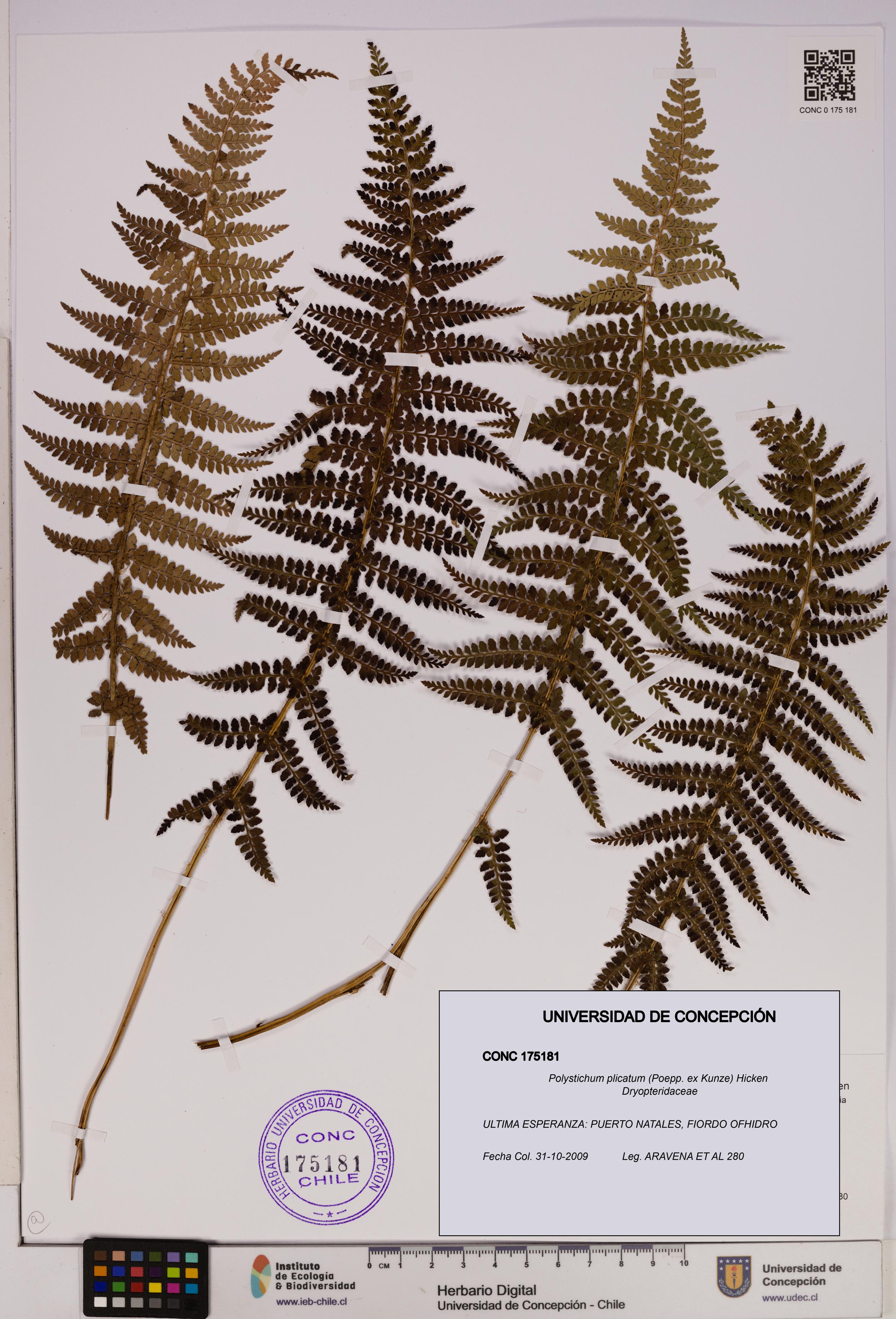 Polystichum plicatum [Espécimen: UDEC:CONC:0175181]