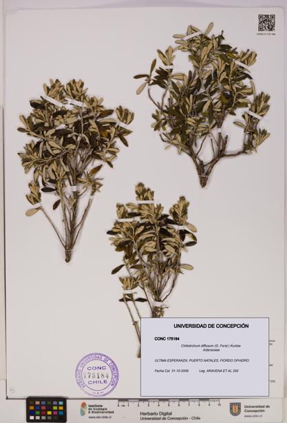 Chiliotrichum diffusum [Espécimen: UDEC:CONC:0175184]