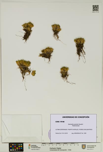 Gaimardia australis [Espécimen: UDEC:CONC:0175190]