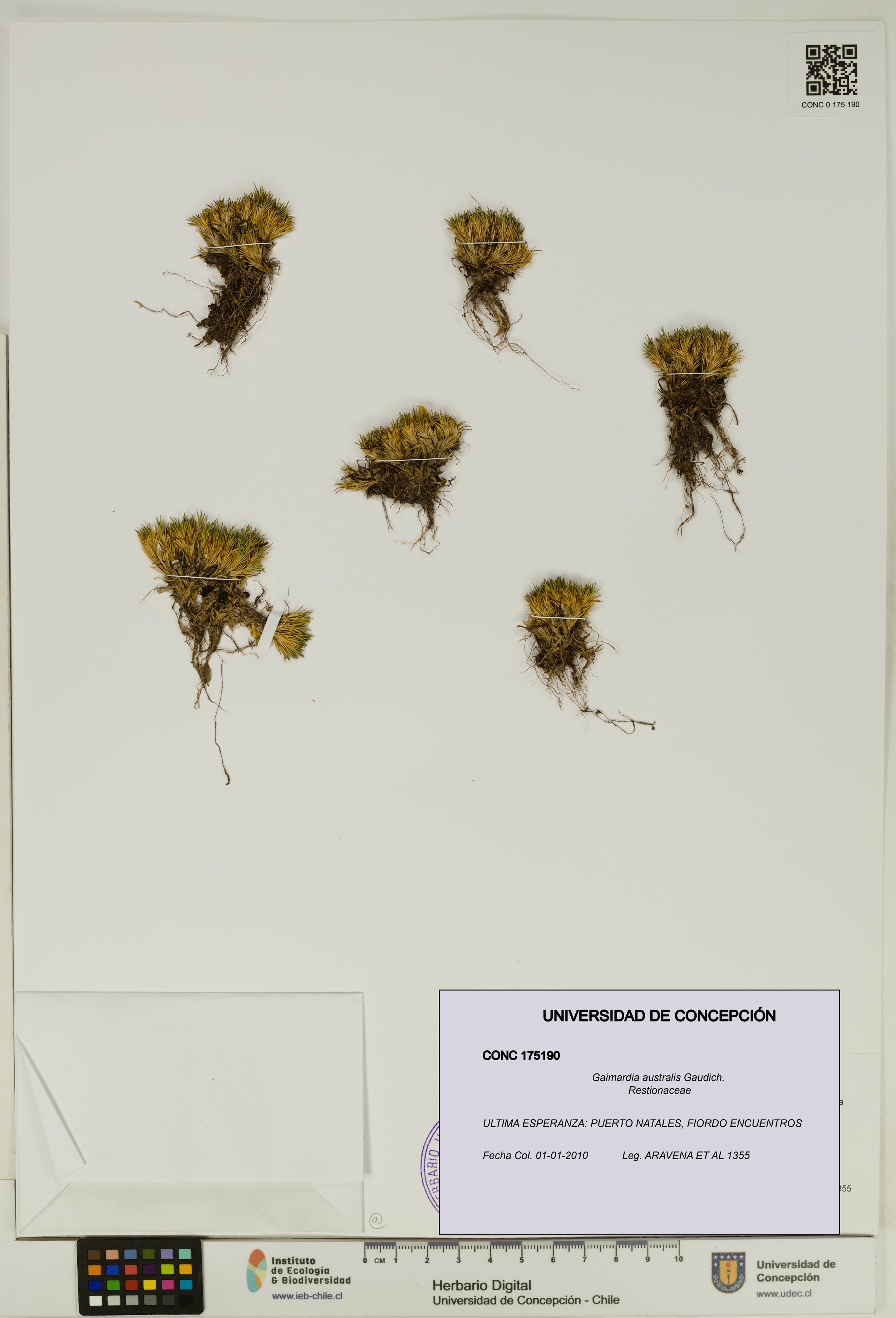 Gaimardia australis [Espécimen: UDEC:CONC:0175190]