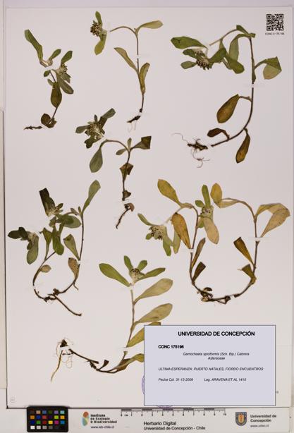 Gamochaeta spiciformis [Espécimen: UDEC:CONC:0175196]