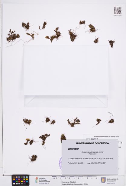 Abrotanella submarginata [Espécimen: ]