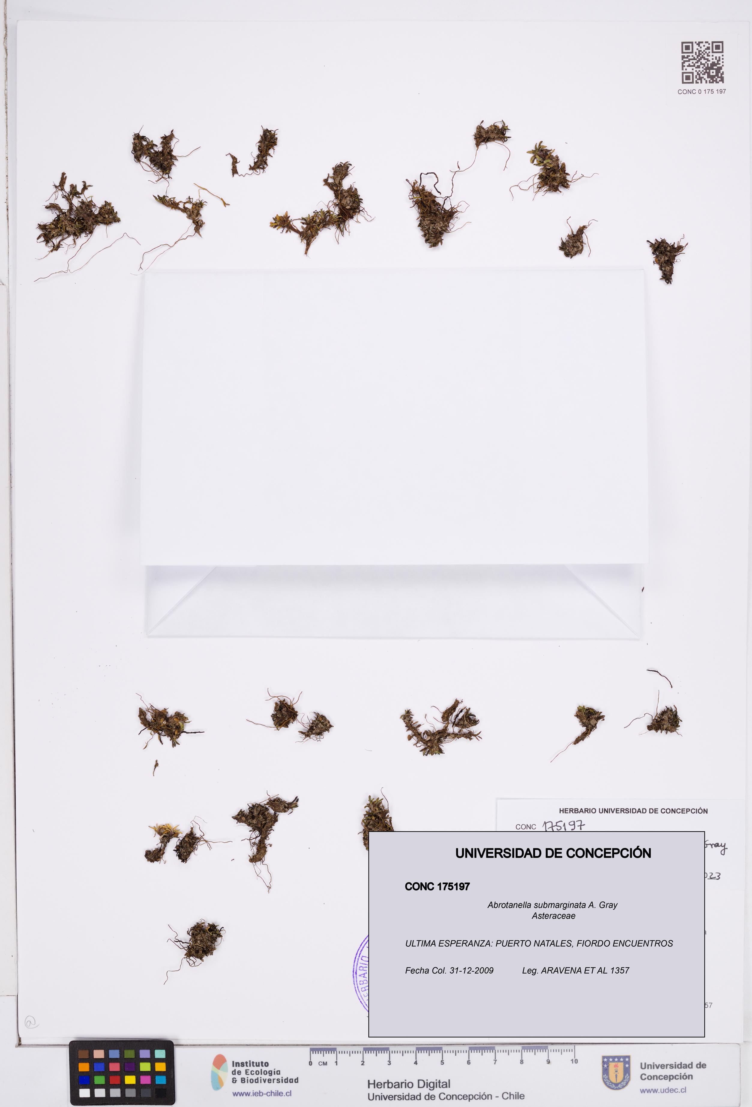 Abrotanella submarginata [Espécimen: ]