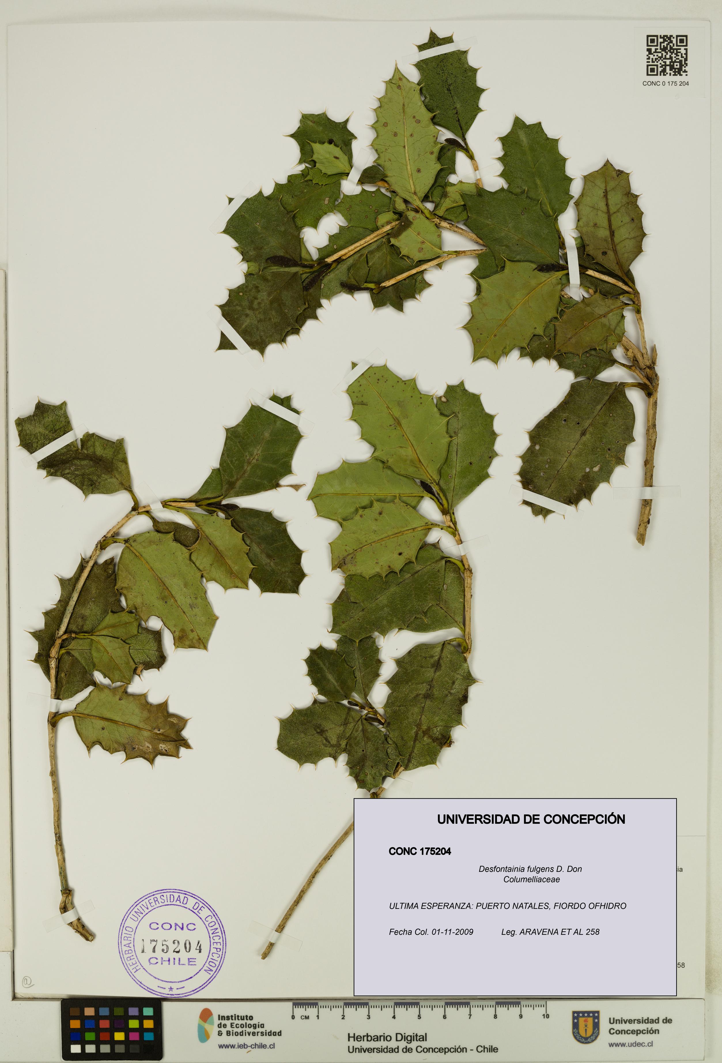 Desfontainia fulgens [Espécimen: UDEC:CONC:0175204]